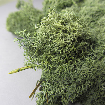 Dark green lichen for model making