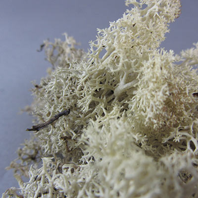 Beige cream lichen for model making