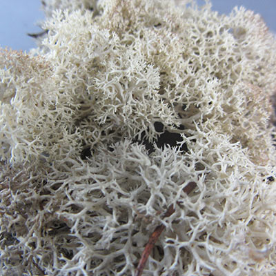Beige cream lichen for model making