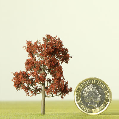 50mm Copper Beech tree
