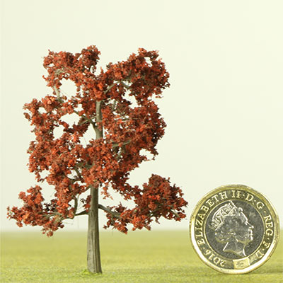 60mm Copper Beech tree
