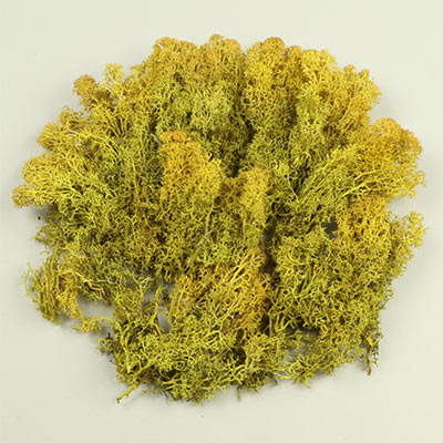 May green lichen for model making