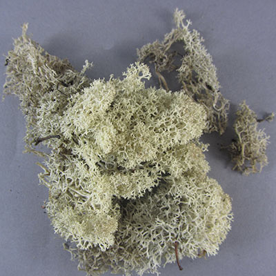 Lichen natural (beige/cream) 50g