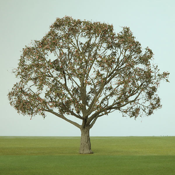 Model tree with mixed pink & green foliage