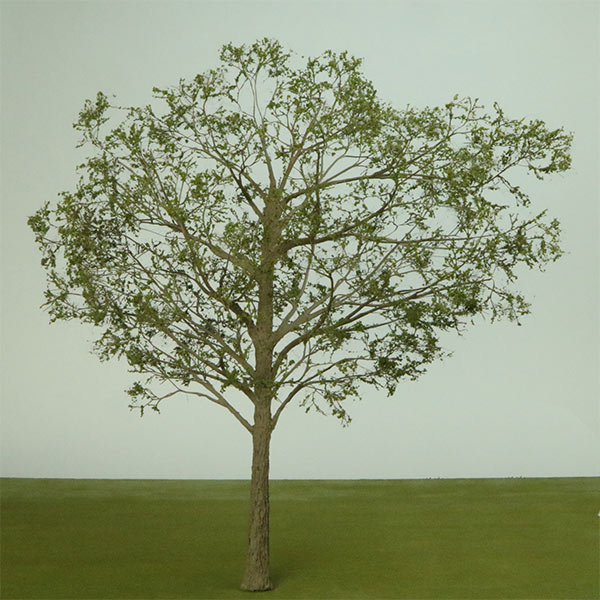 600mm deciduous model tree