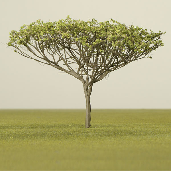 Flat top acacia model tree