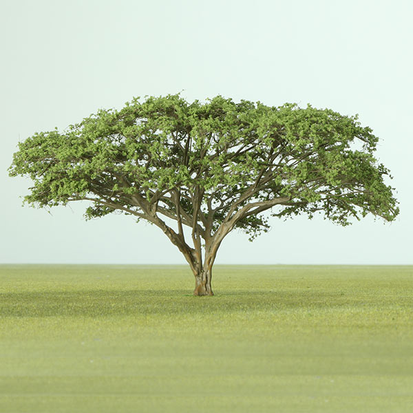 Model Acacia trees