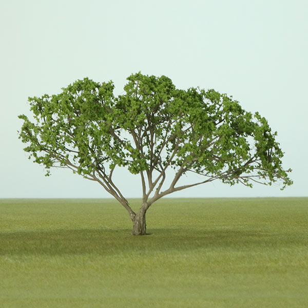 Umbrella acacia model tree