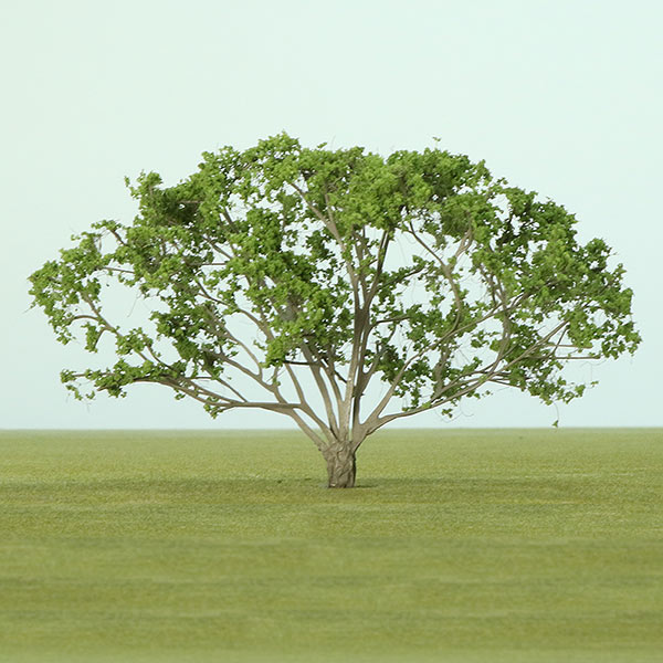 Umbrella acacia model tree