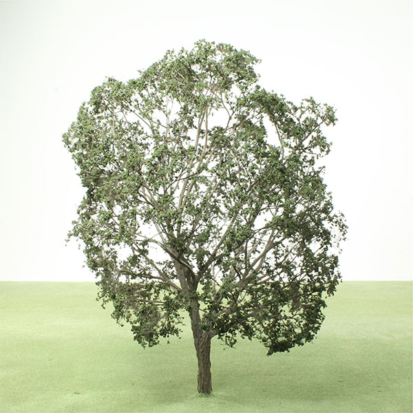 Field maple model tree