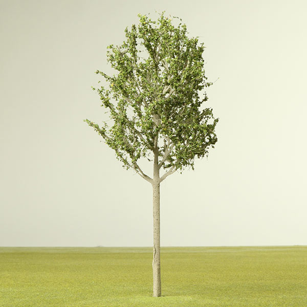 Field maple model tree