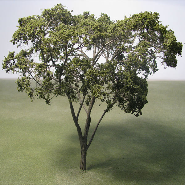 Japanese maple model tree