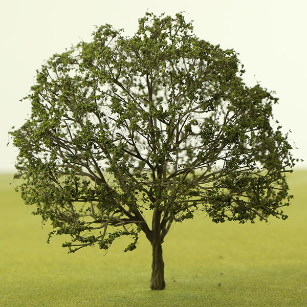 Indian horse chestnut model tree
