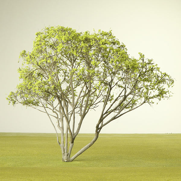 Multi stemmed Serviceberry model tree