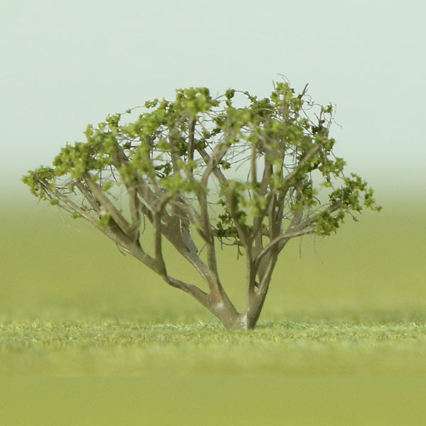 Multi stemmed Serviceberry model tree