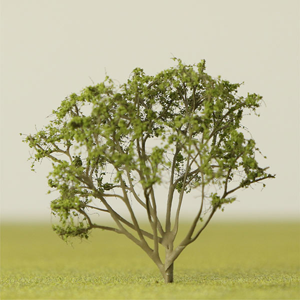 Juneberry / snowy mespilus / shadbush model tree