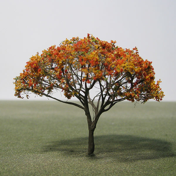 Multi-stem royal poinciana model tree