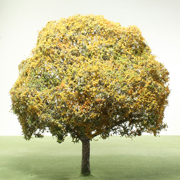 Common beech model tree