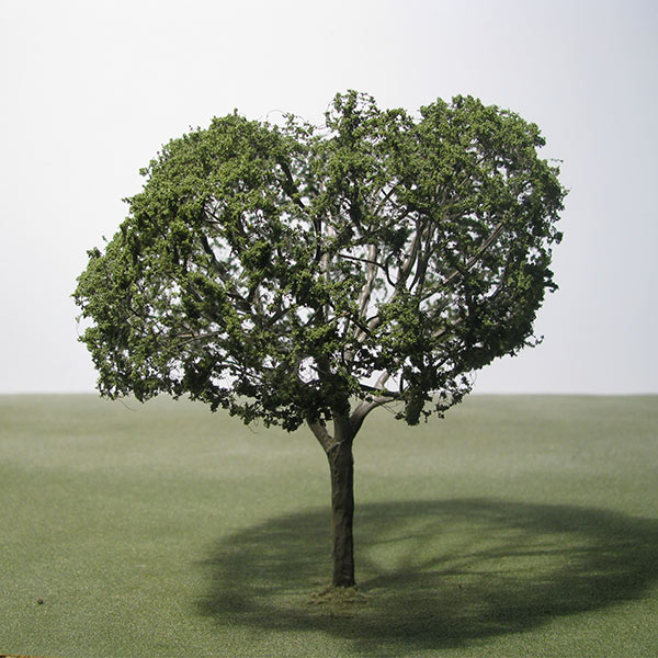English walnut model tree