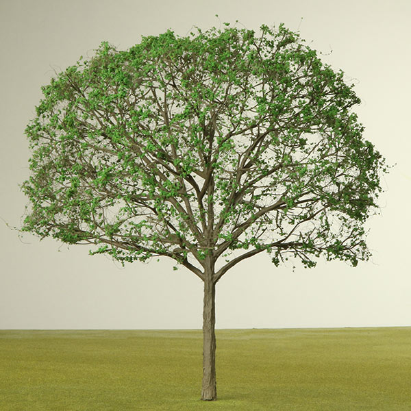 Model Walnut trees