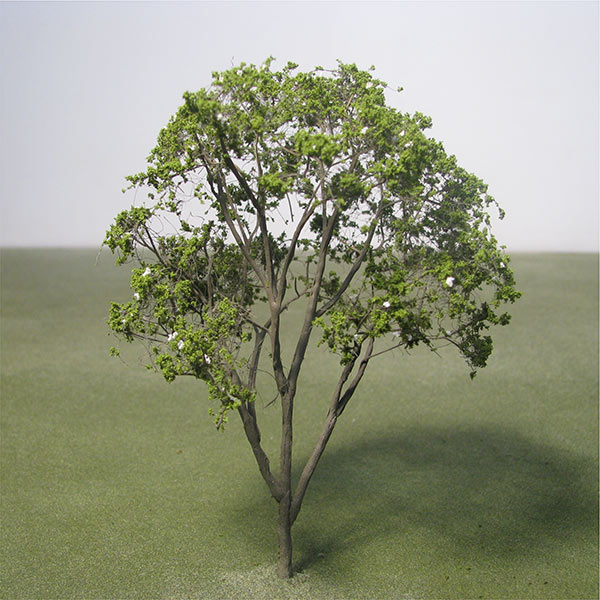 Model Crape Mirtle trees