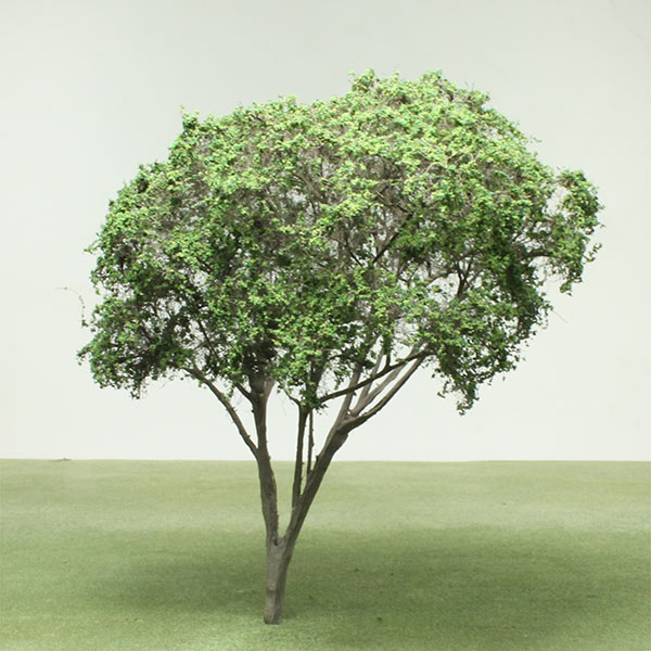 White champaca or white sandalwood model tree