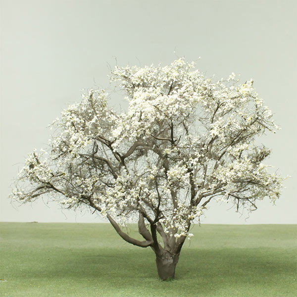 Magnolia species model trees
