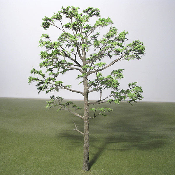 Monterey pine model tree