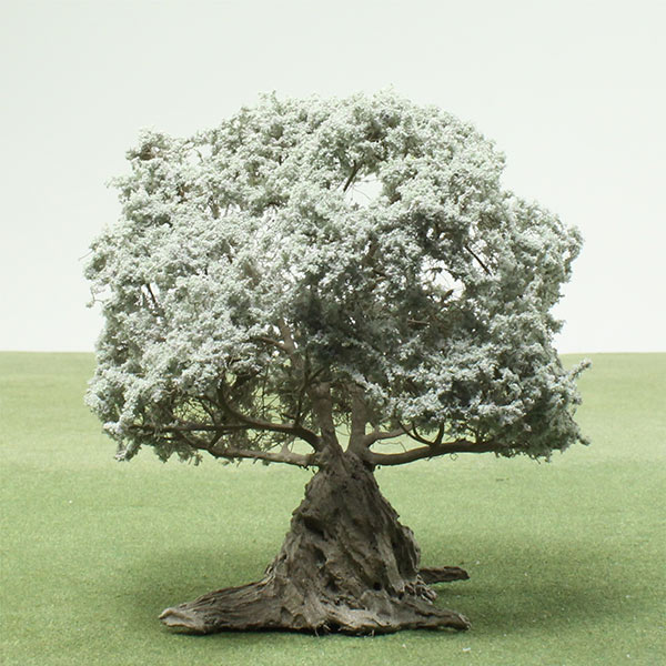 Olive species model trees