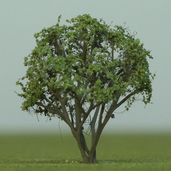 Bay rum model tree