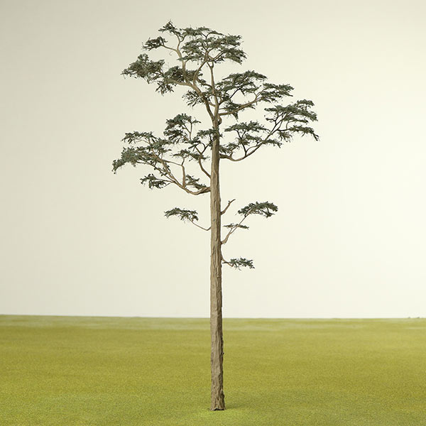 Scots Pine model tree