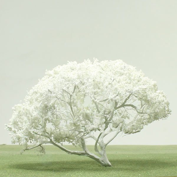 White frangipani model tree
