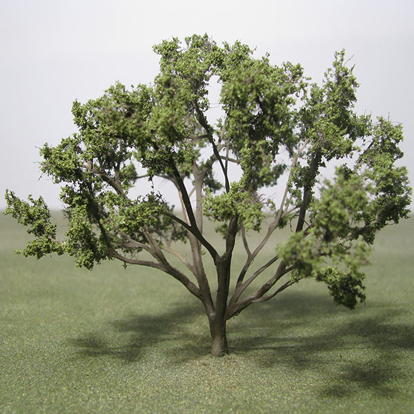 Morrello cherry model tree
