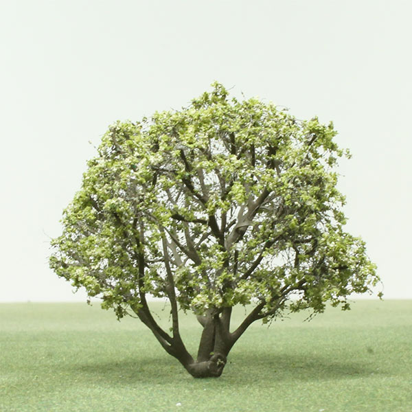 Holm oak model tree
