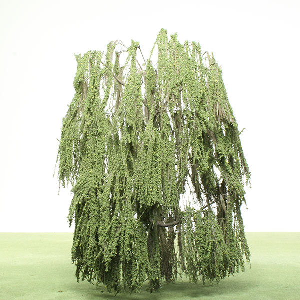 Weeping willow model tree