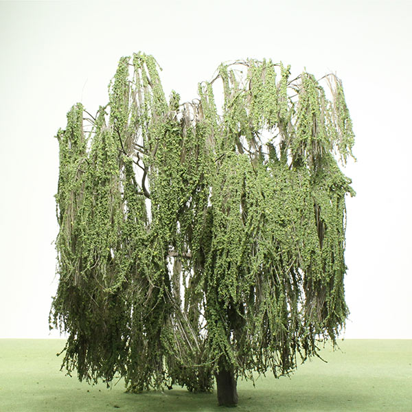 Model Willow trees