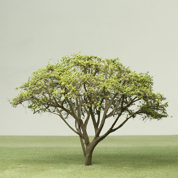 Queensland umbrella model tree
