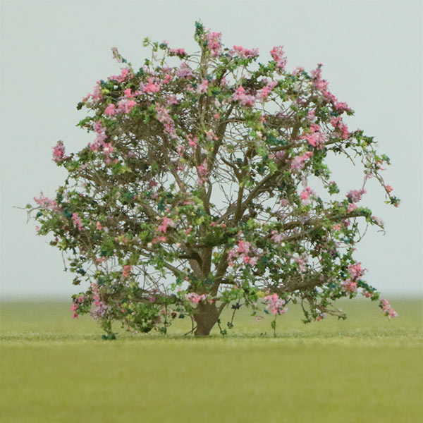 Rosy trumpet model tree