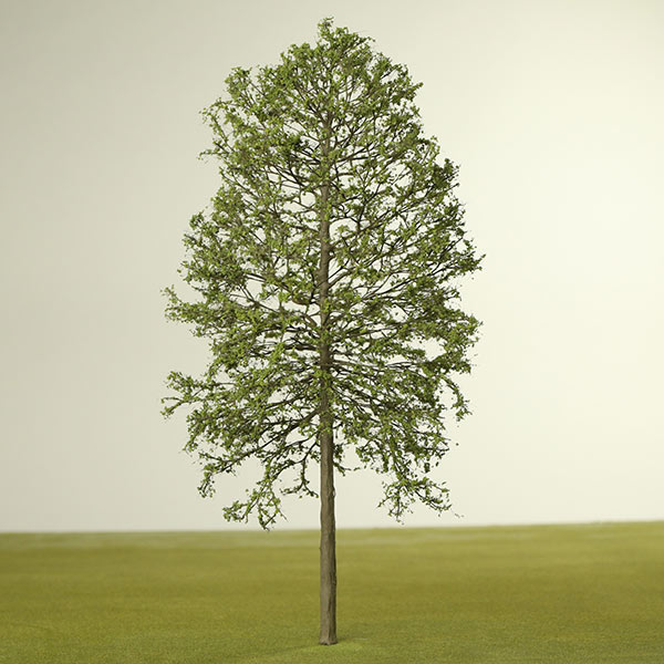 Common lime model tree