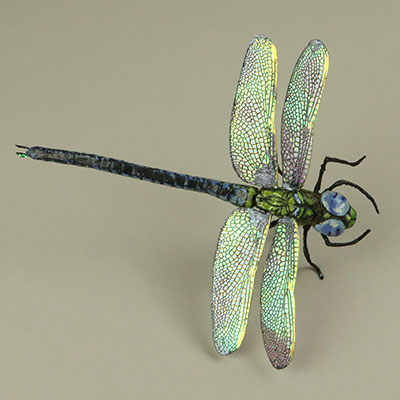 Model dragonfly with iridescent wings