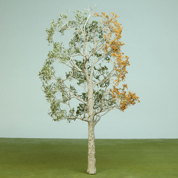 Model tree in mixed season foliage