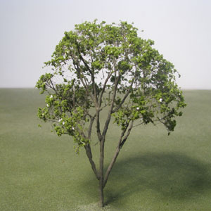 White-fruited Rowan model tree