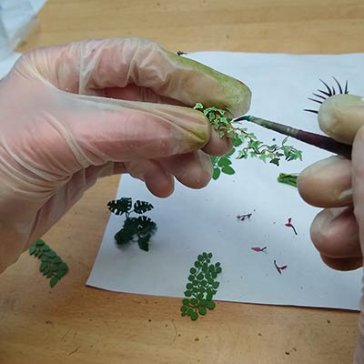 Adding colour to the etched plants
