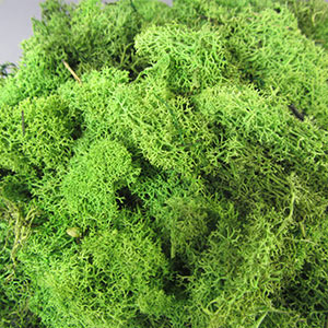 Medium green lichen for model making