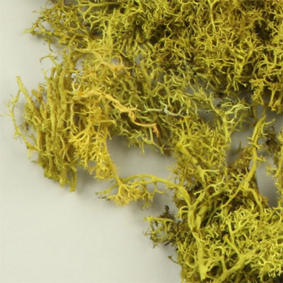 May green lichen for model making