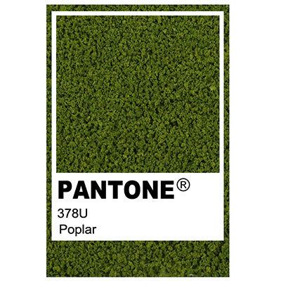 Foliage colour Pantone 378u