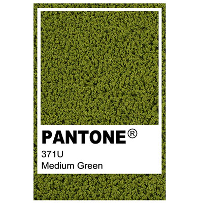 Foliage colour Pantone 371U