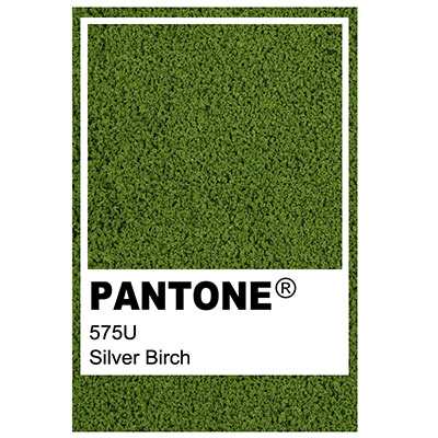 Foliage colour Pantone 575U