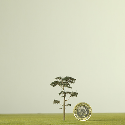 60mm Scots Pine model tree