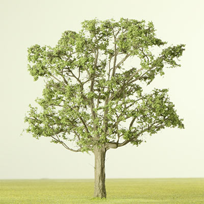 Oak model tree